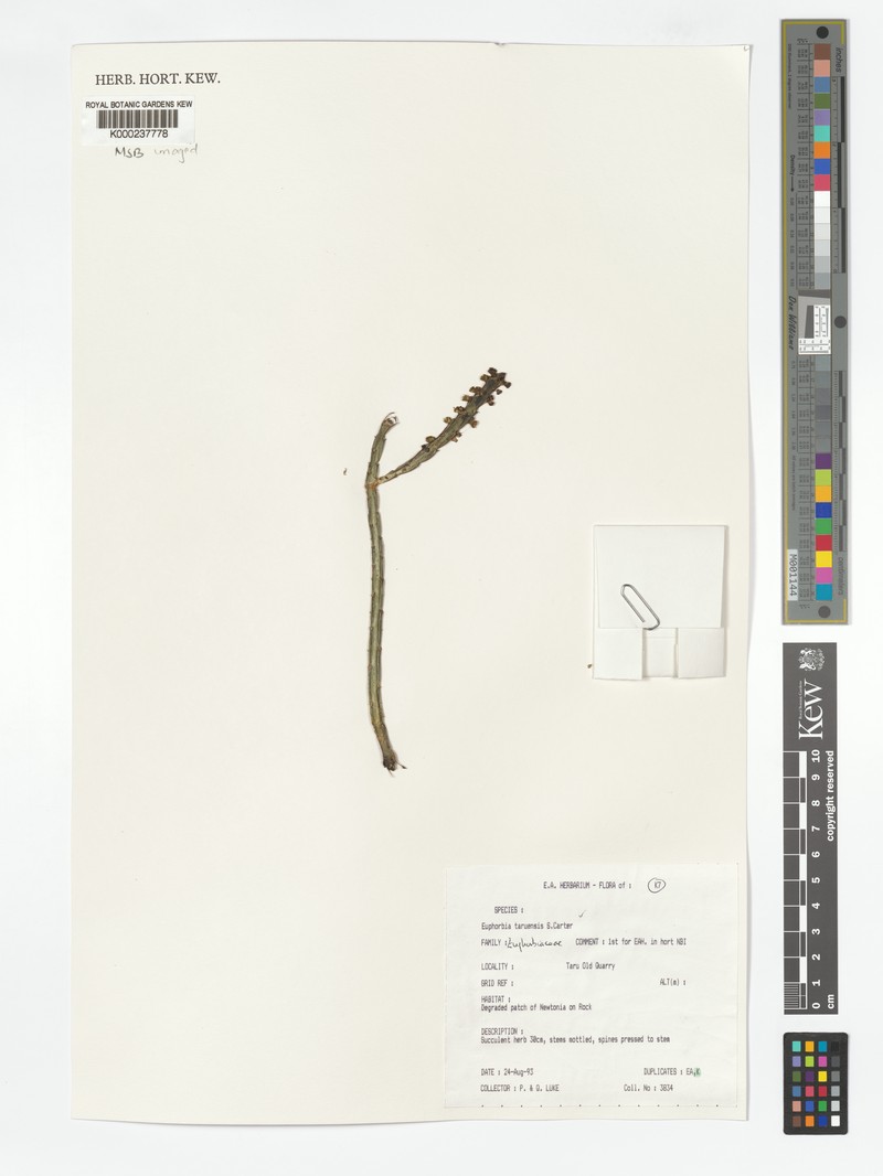 Euphorbia taruensis photo 2
