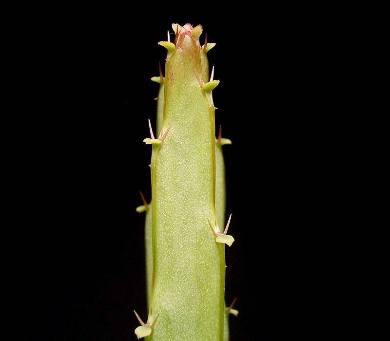 Euphorbia taruensis