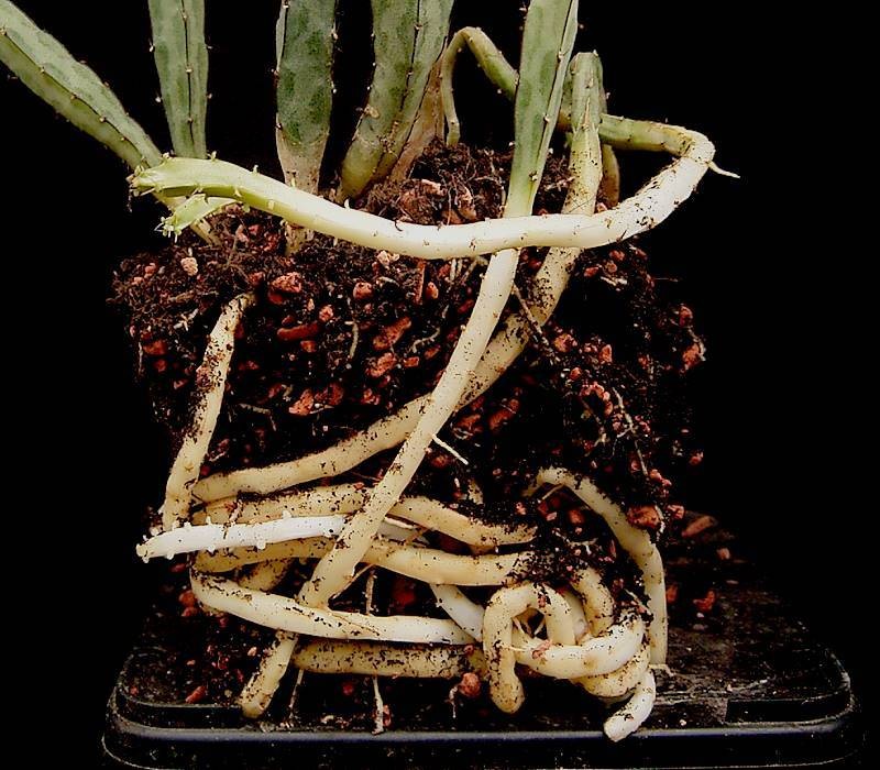Euphorbia taruensis photo 4