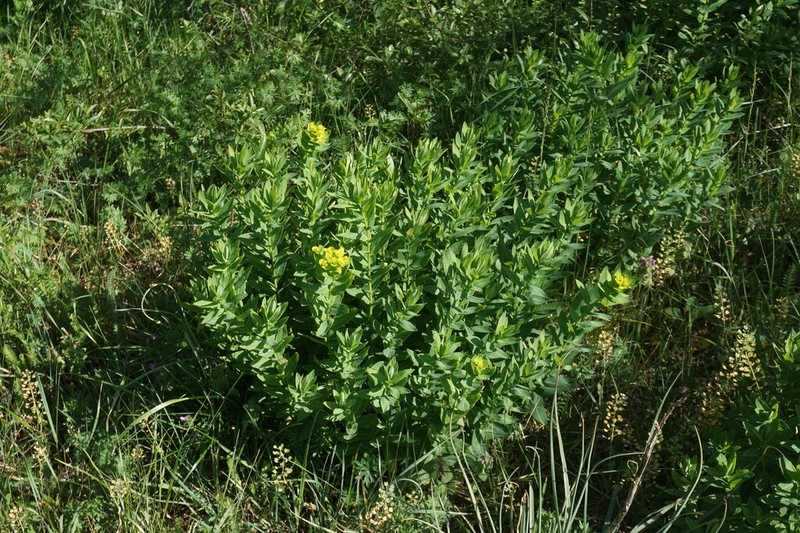Euphorbia tauricola
