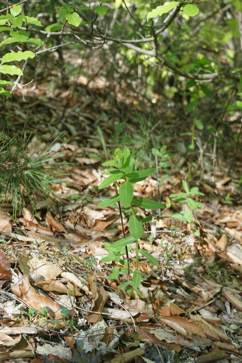 Euphorbia tauricola photo 2