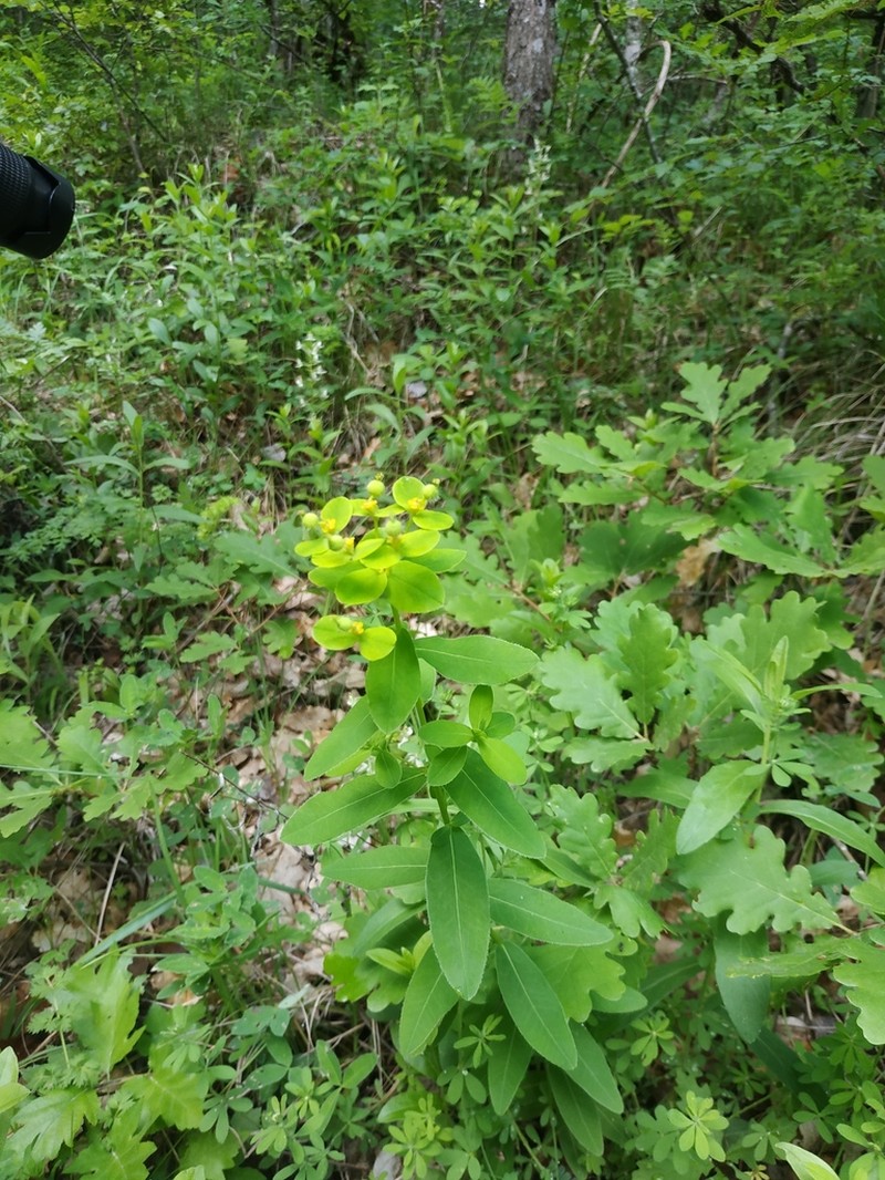 Euphorbia tauricola photo 3