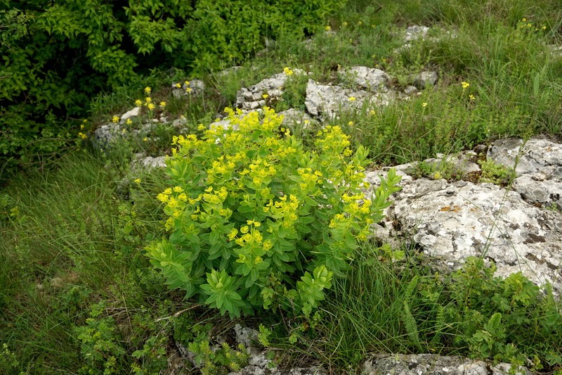 Euphorbia tauricola photo 4