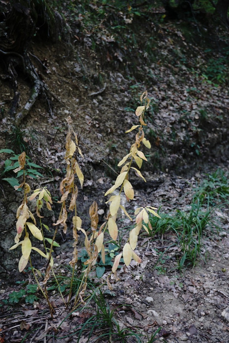 Euphorbia tauricola photo 5