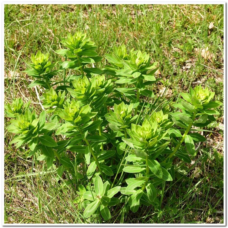 Euphorbia tauricola photo 6