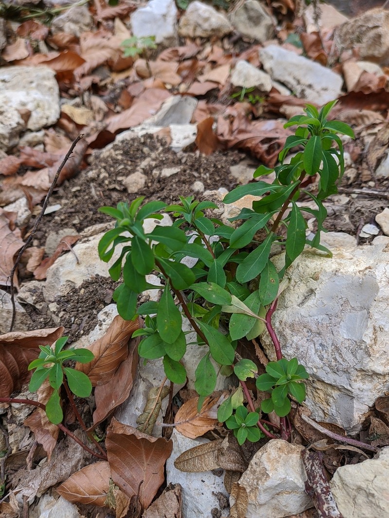 Euphorbia tauricola photo 7