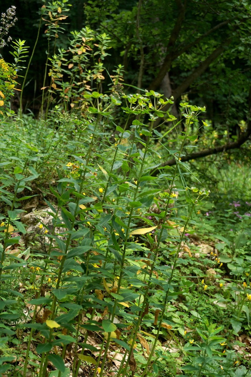 Euphorbia tauricola photo 8