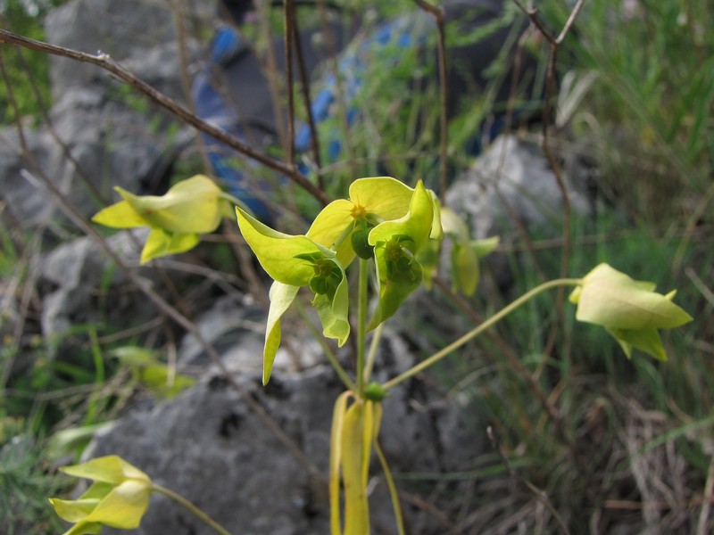 Euphorbia taurinensis