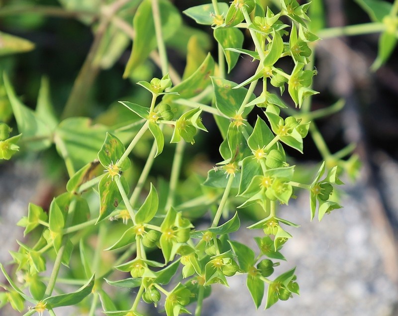 Euphorbia taurinensis photo 2
