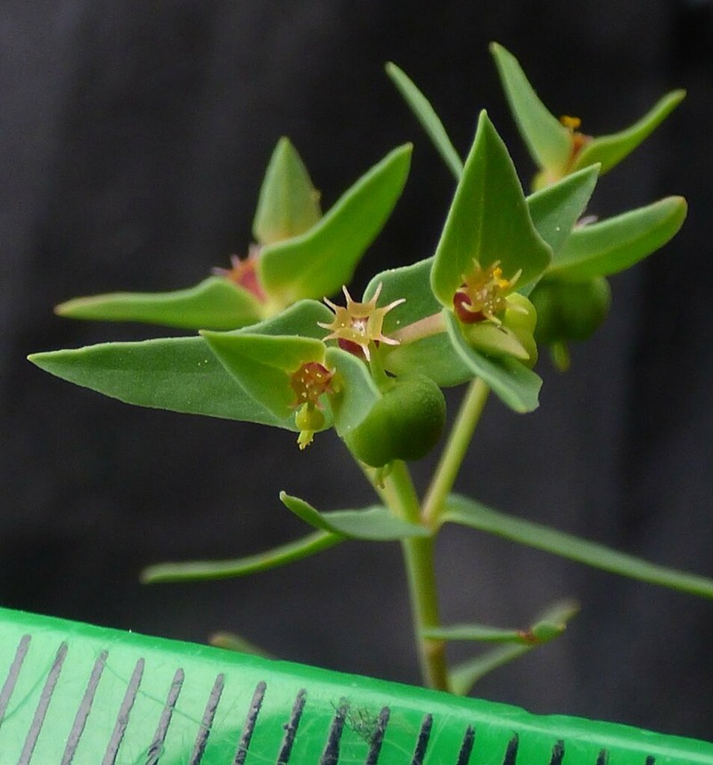 Euphorbia taurinensis photo 3