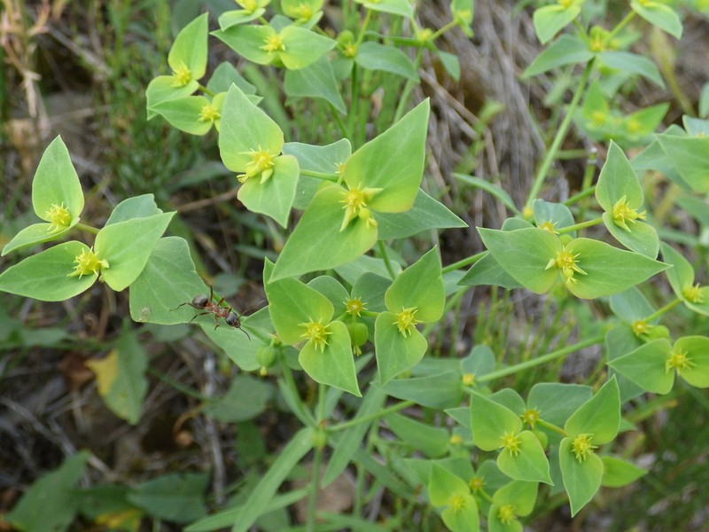 Euphorbia taurinensis photo 4