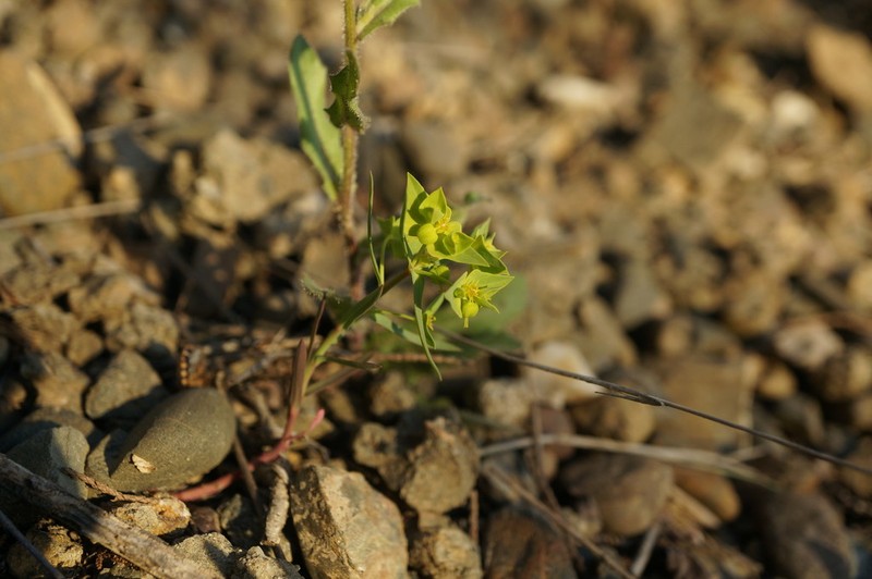 Euphorbia taurinensis photo 5