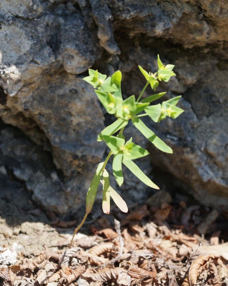 Euphorbia taurinensis photo 6