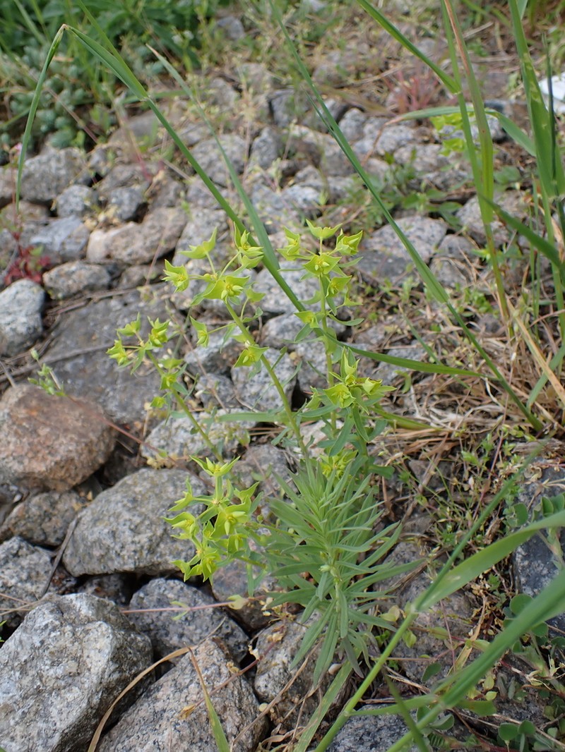 Euphorbia taurinensis photo 7