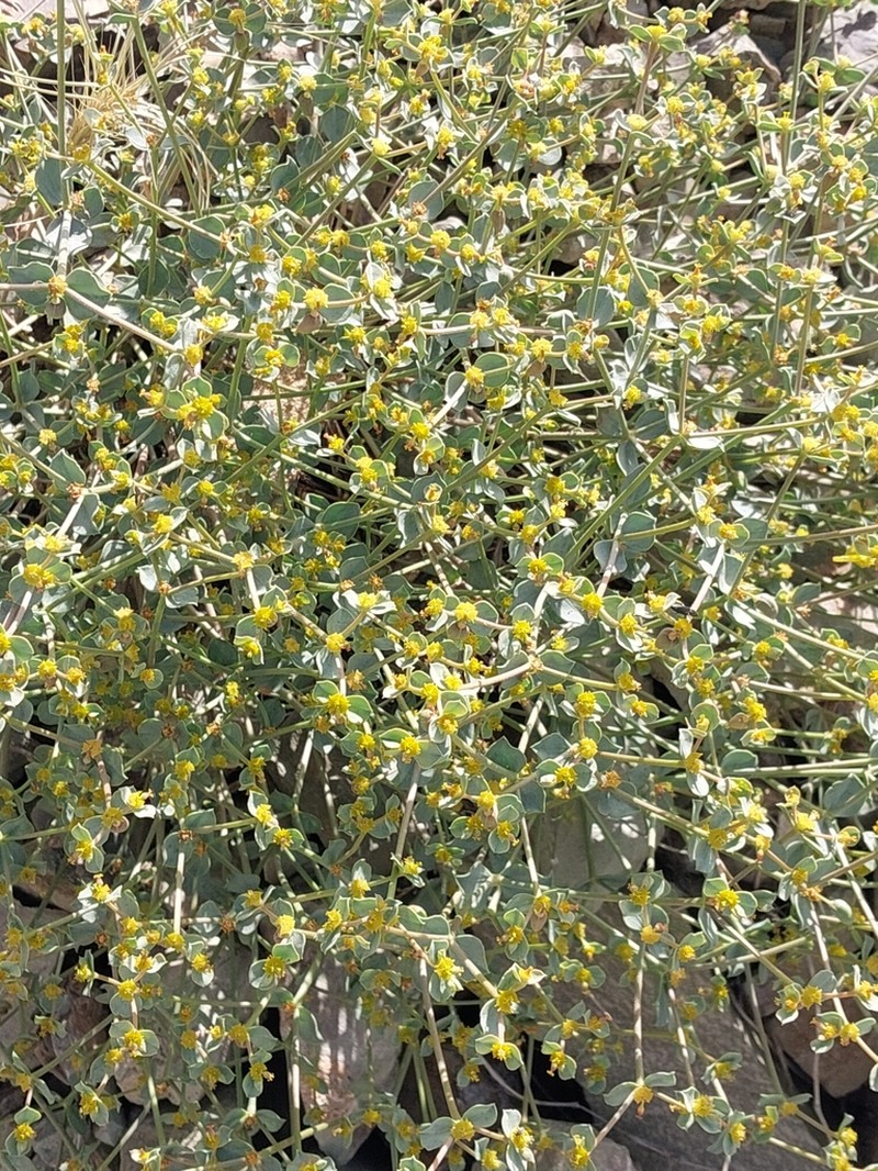 Euphorbia teheranica photo 2
