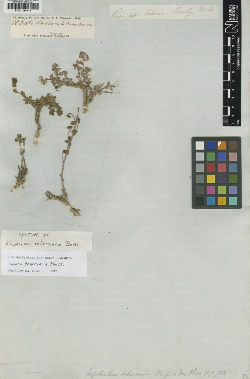 Euphorbia teheranica photo 4