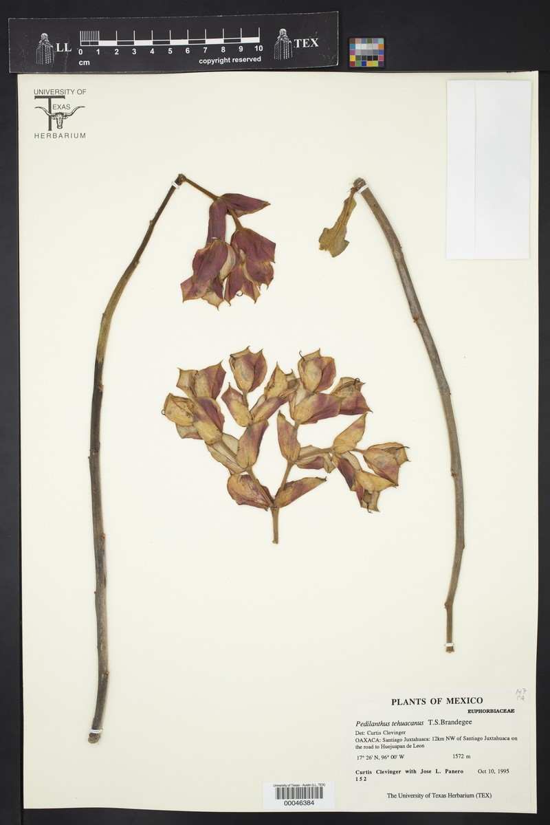 Euphorbia tehuacana