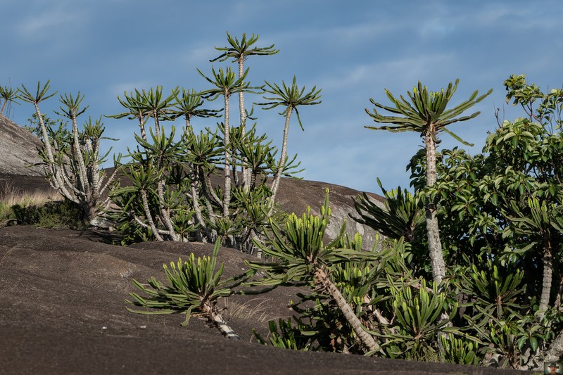 Euphorbia teixeirae