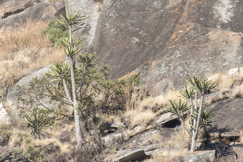 Euphorbia teixeirae photo 2