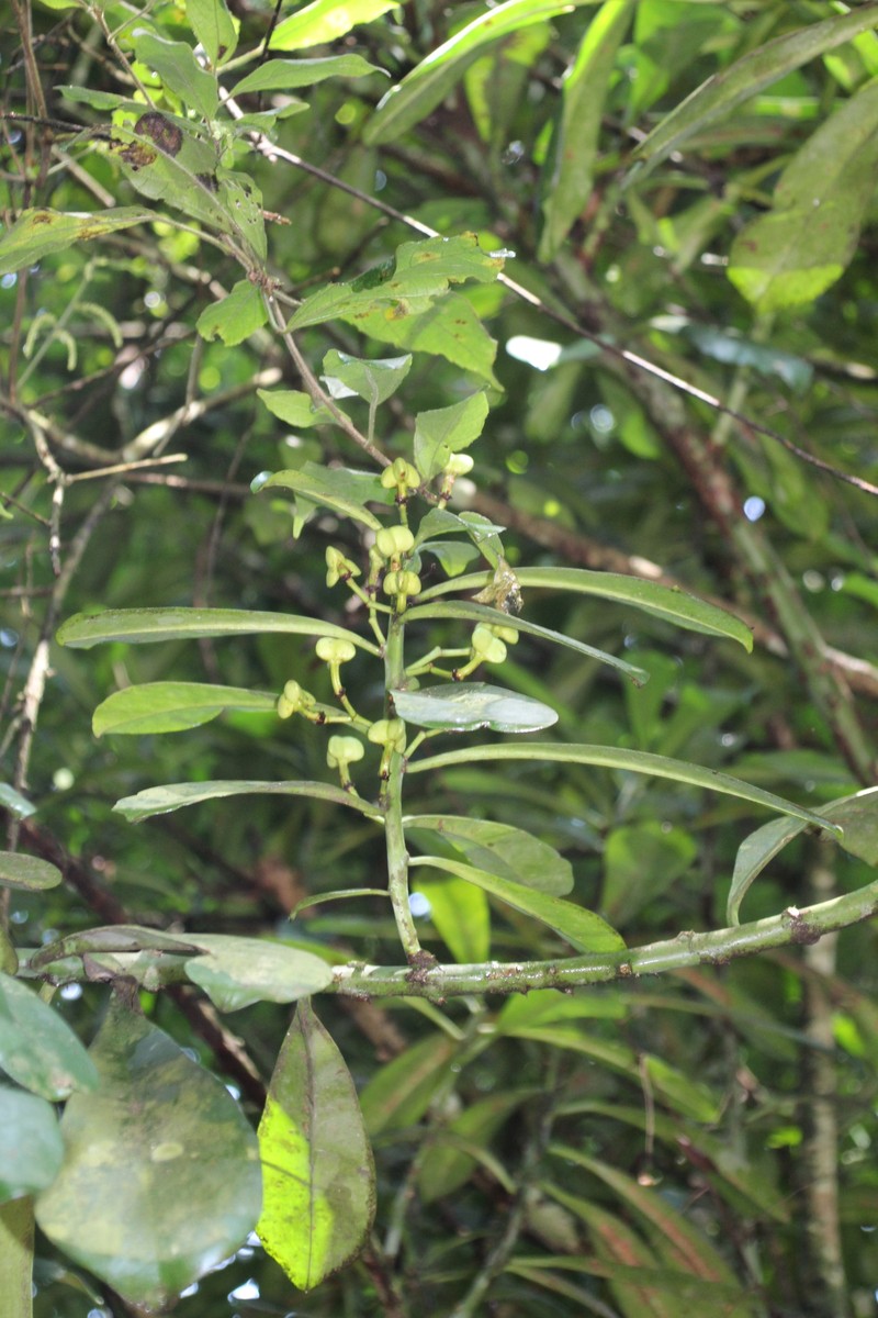 Euphorbia teke photo 2