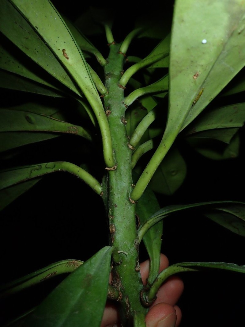 Euphorbia teke photo 3