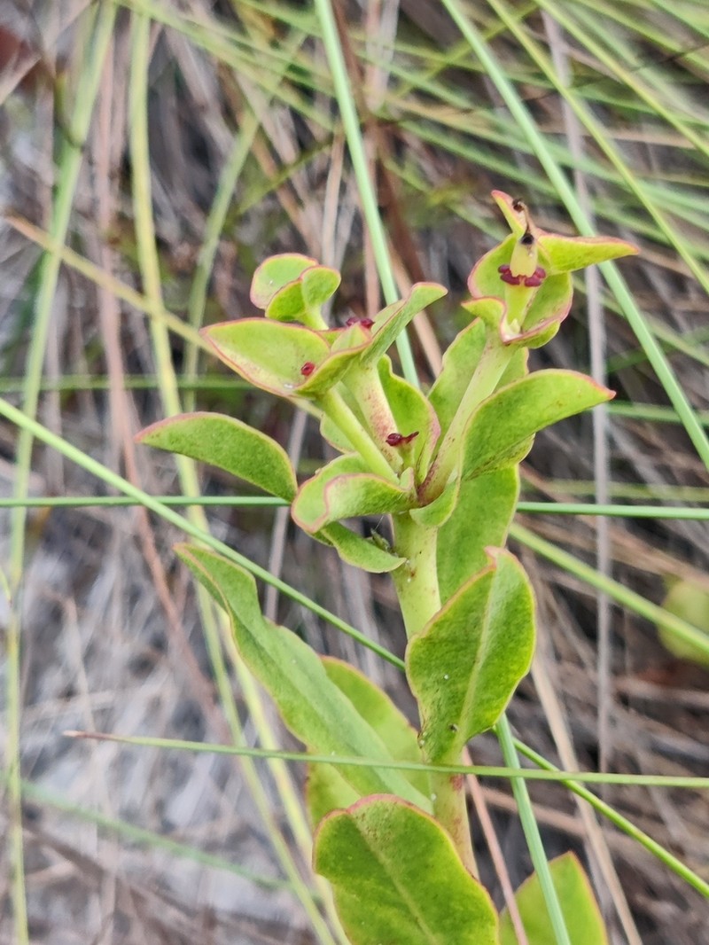 Telephus Spurge