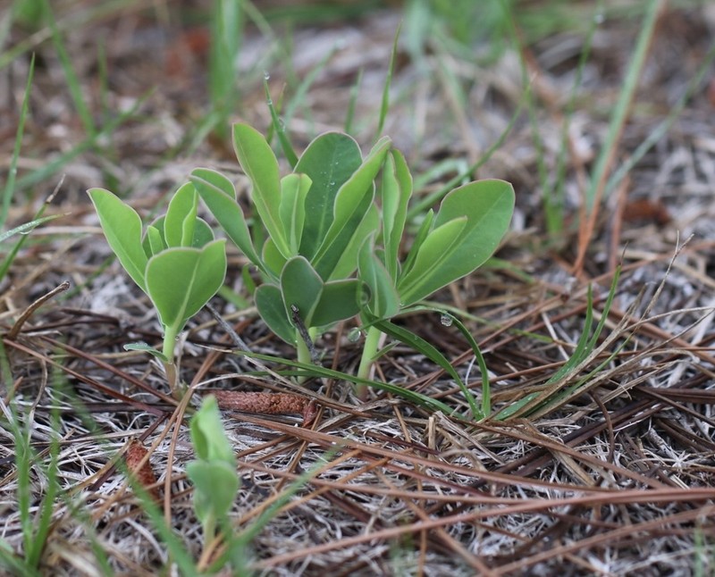 Telephus Spurge photo 2