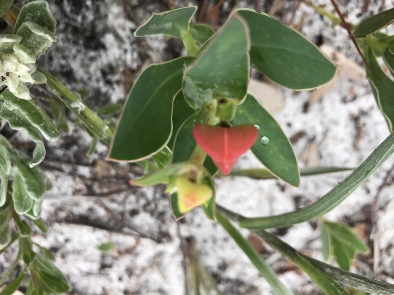 Telephus Spurge photo 3