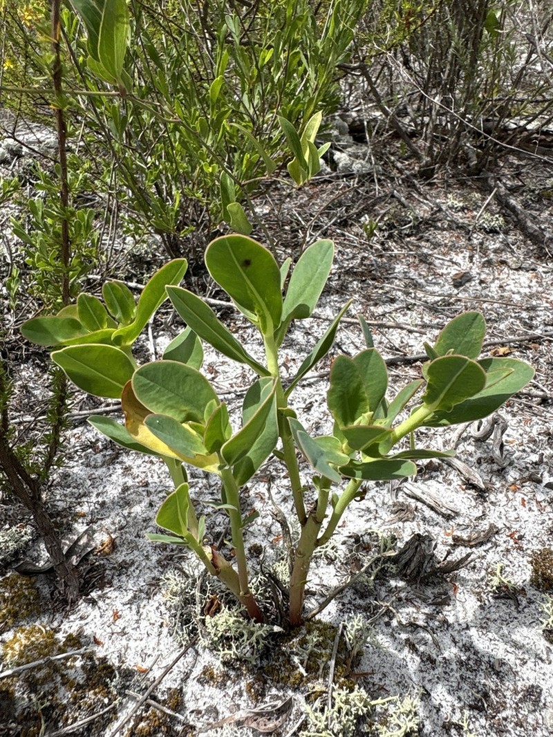Telephus Spurge photo 4