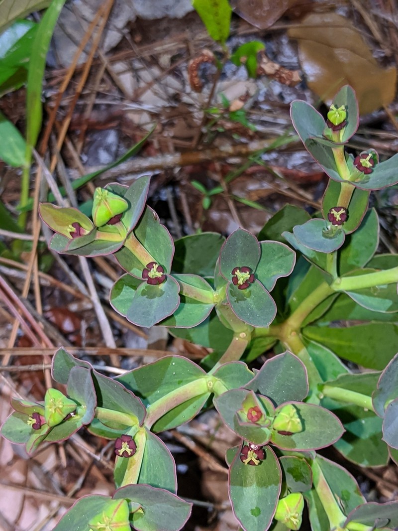 Telephus Spurge photo 5