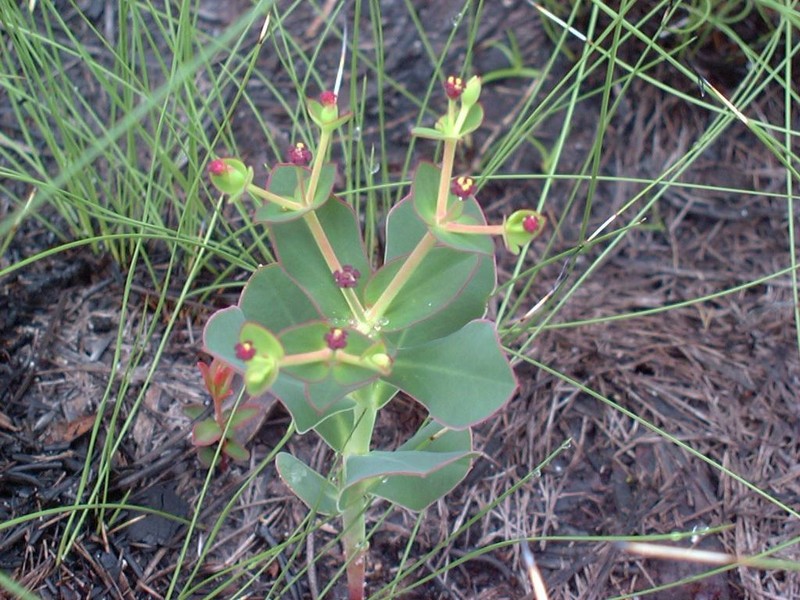 Telephus Spurge photo 6