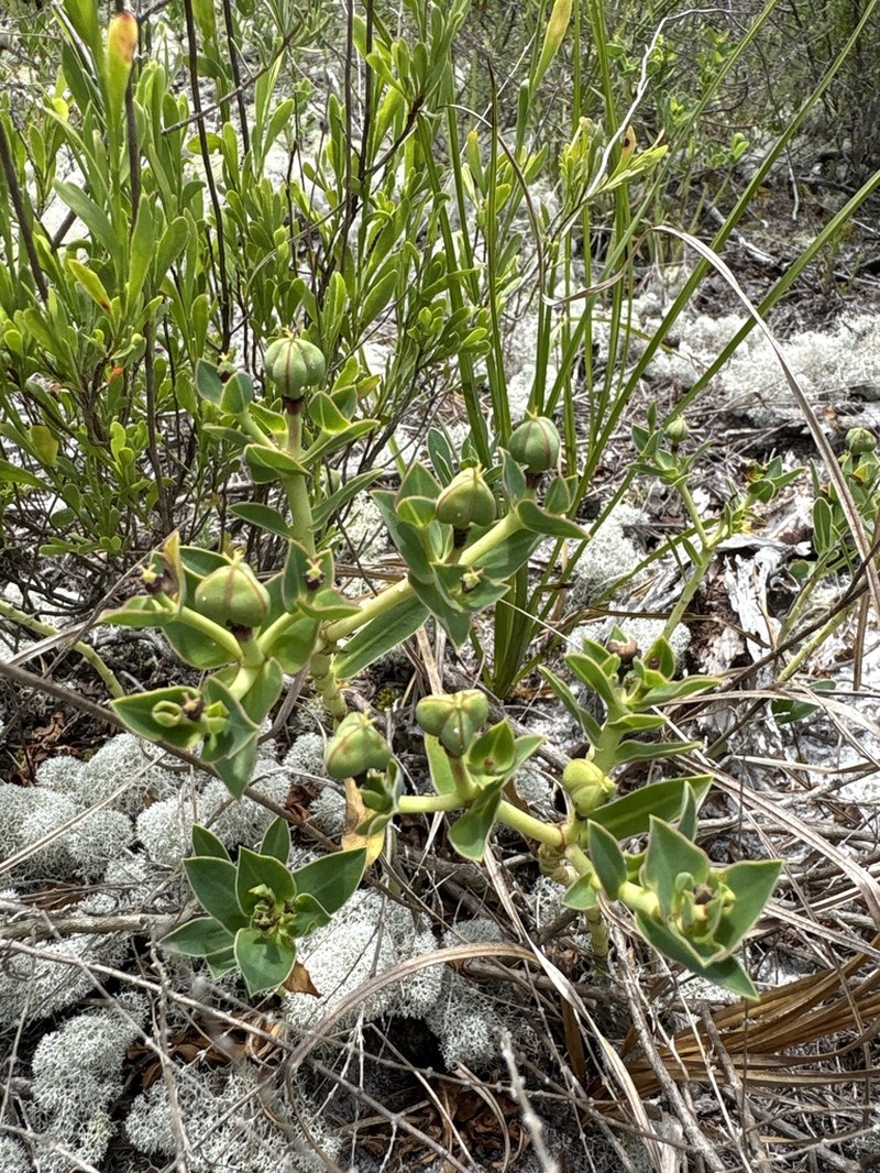 Telephus Spurge photo 7