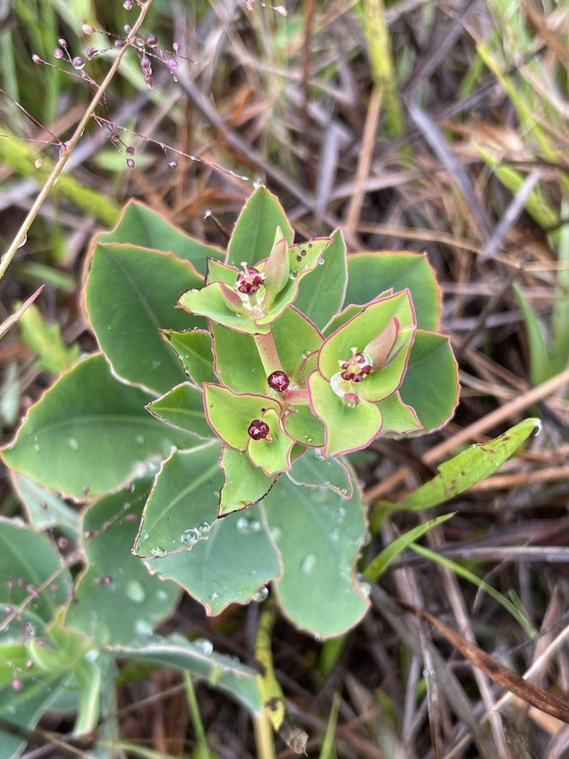 Telephus Spurge photo 8