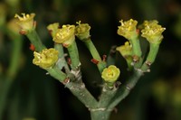 Euphorbia tenax