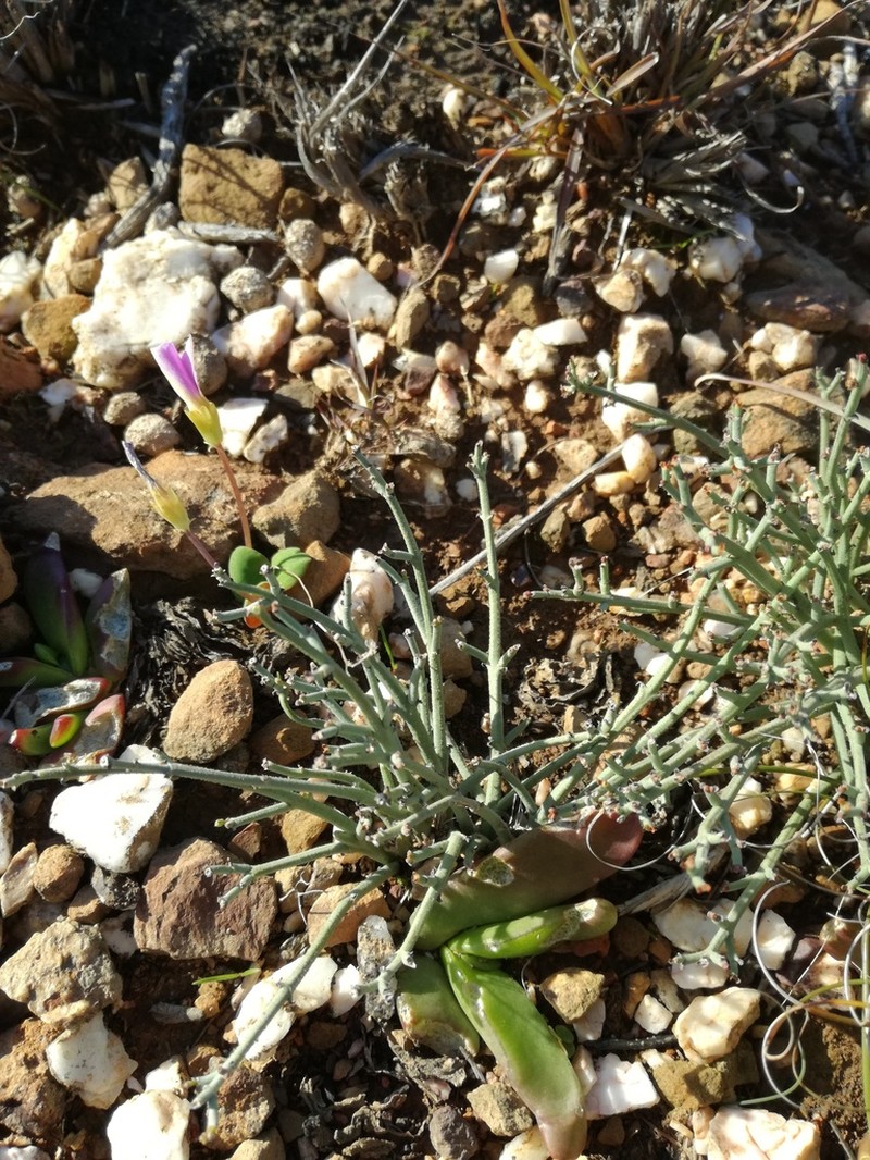 Euphorbia tenax photo 2