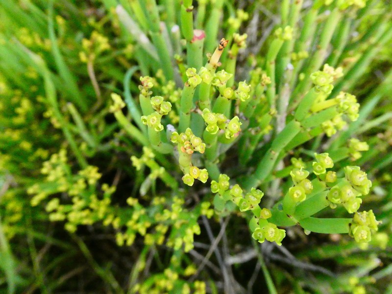 Euphorbia tenax photo 3