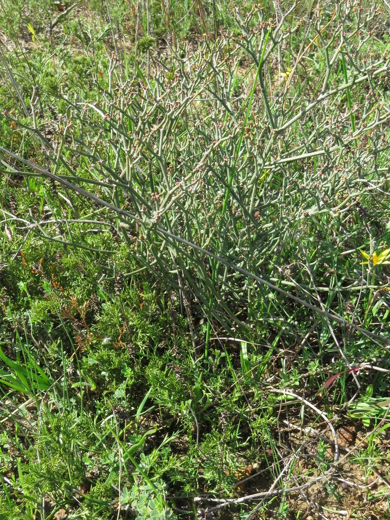 Euphorbia tenax photo 4