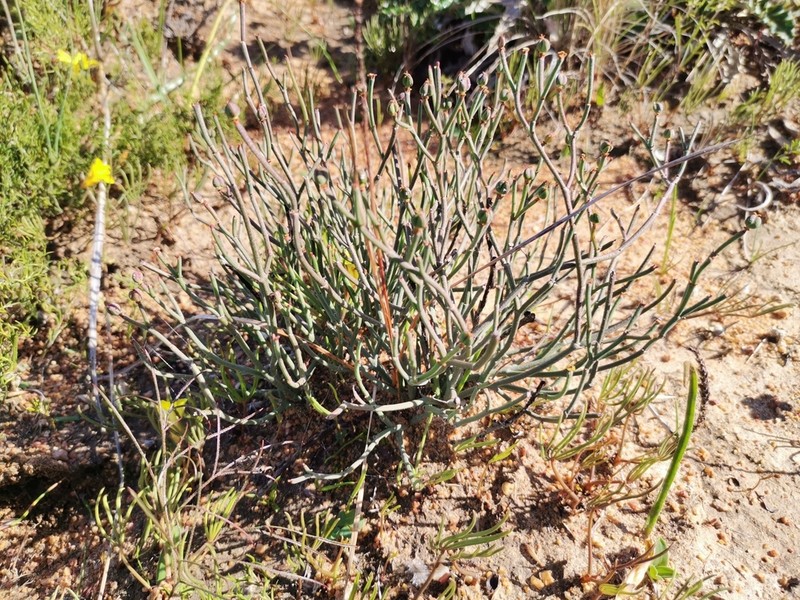 Euphorbia tenax photo 5