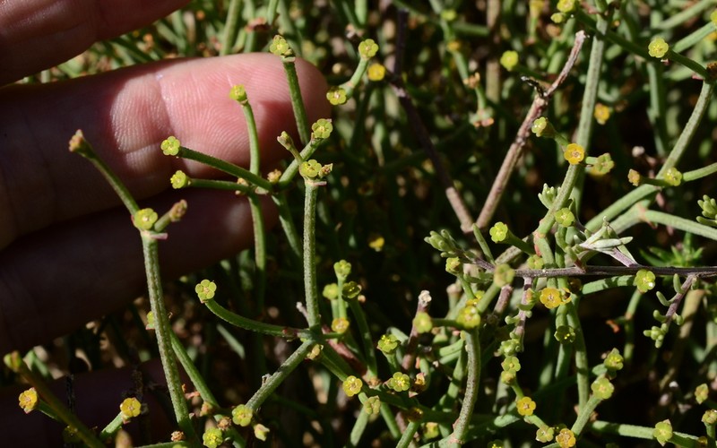 Euphorbia tenax photo 6