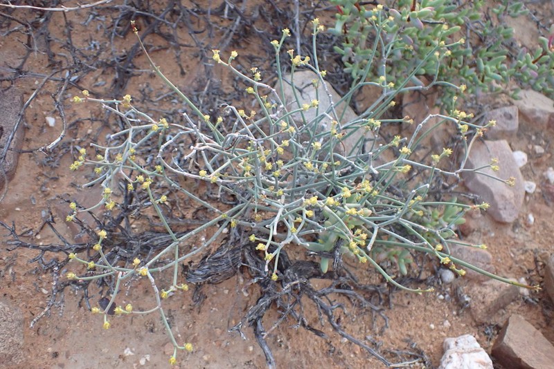 Euphorbia tenax photo 7