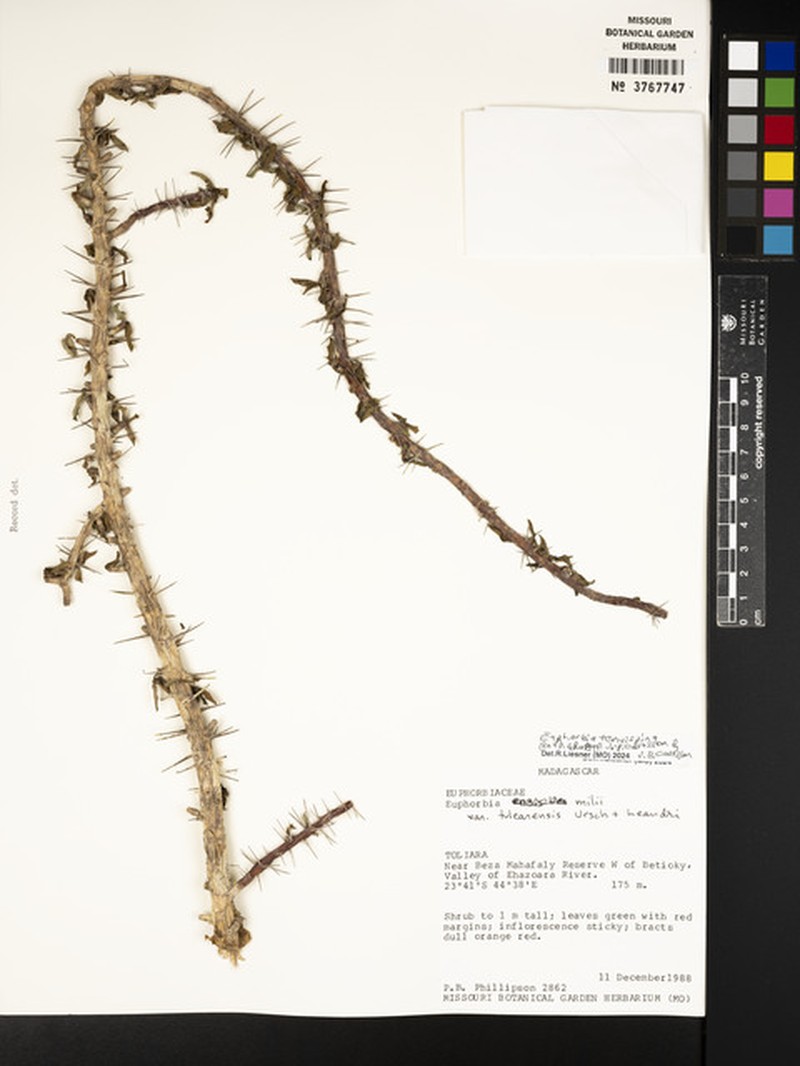 Euphorbia tenuispina photo 2