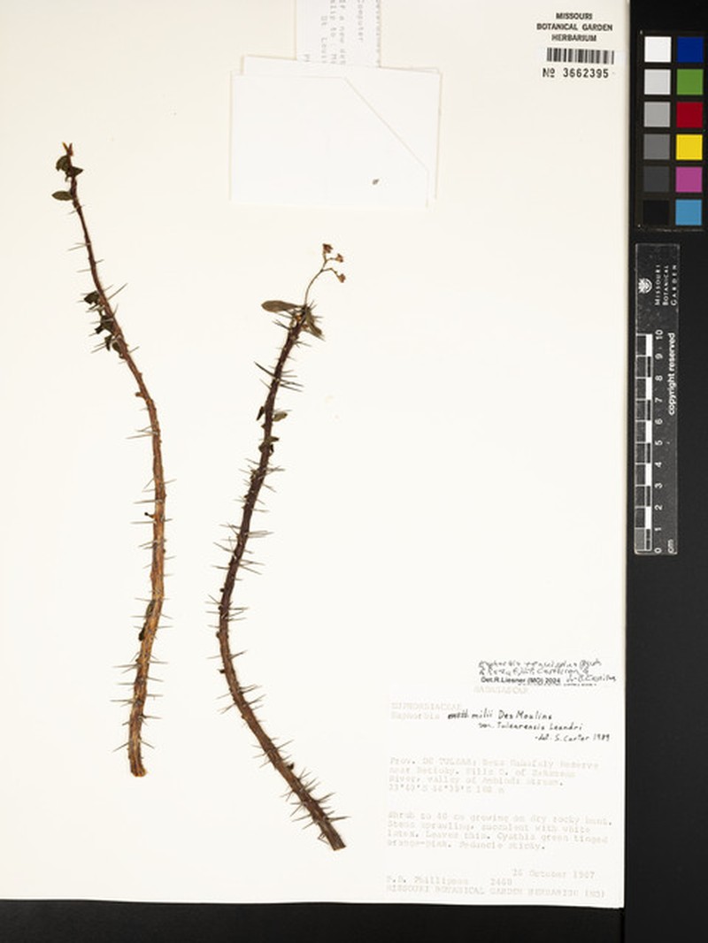 Euphorbia tenuispina photo 3