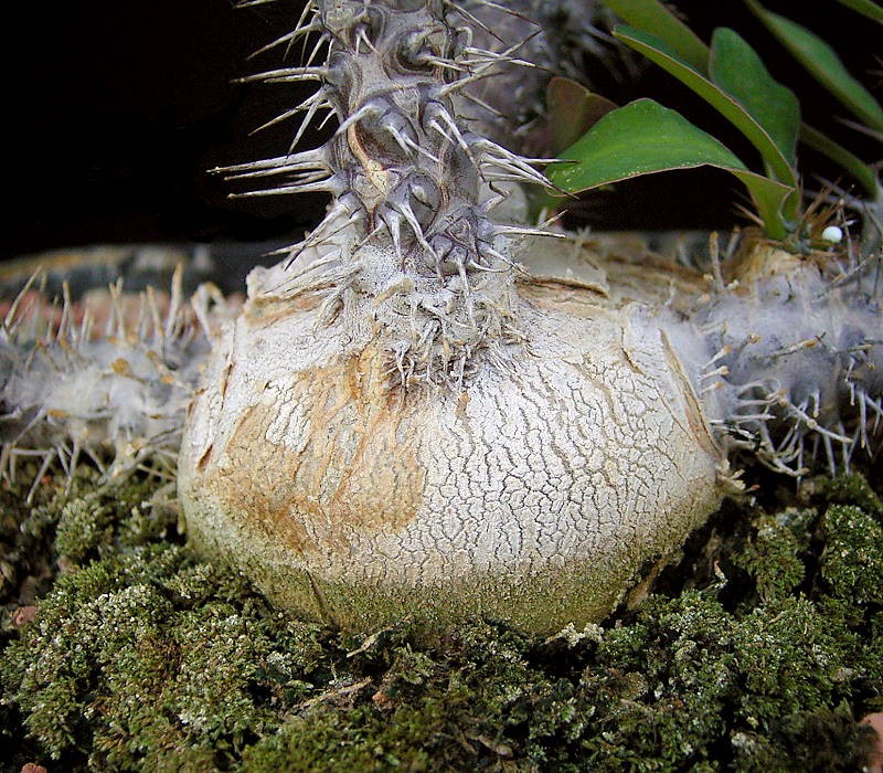 Euphorbia tenuispina