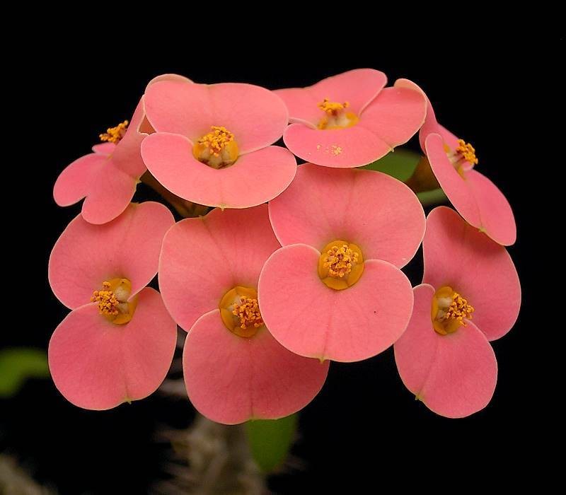 Euphorbia tenuispina photo 4