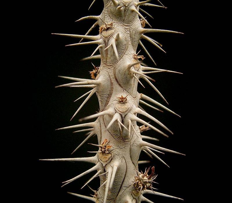 Euphorbia tenuispina photo 5