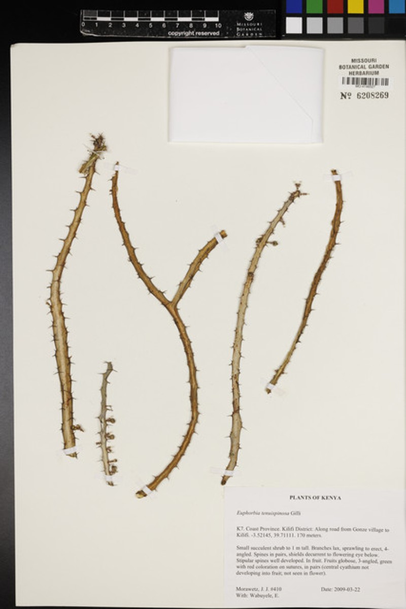 Euphorbia tenuispinosa