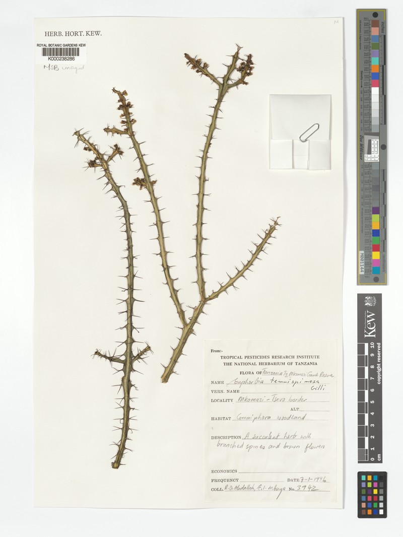Euphorbia tenuispinosa photo 2