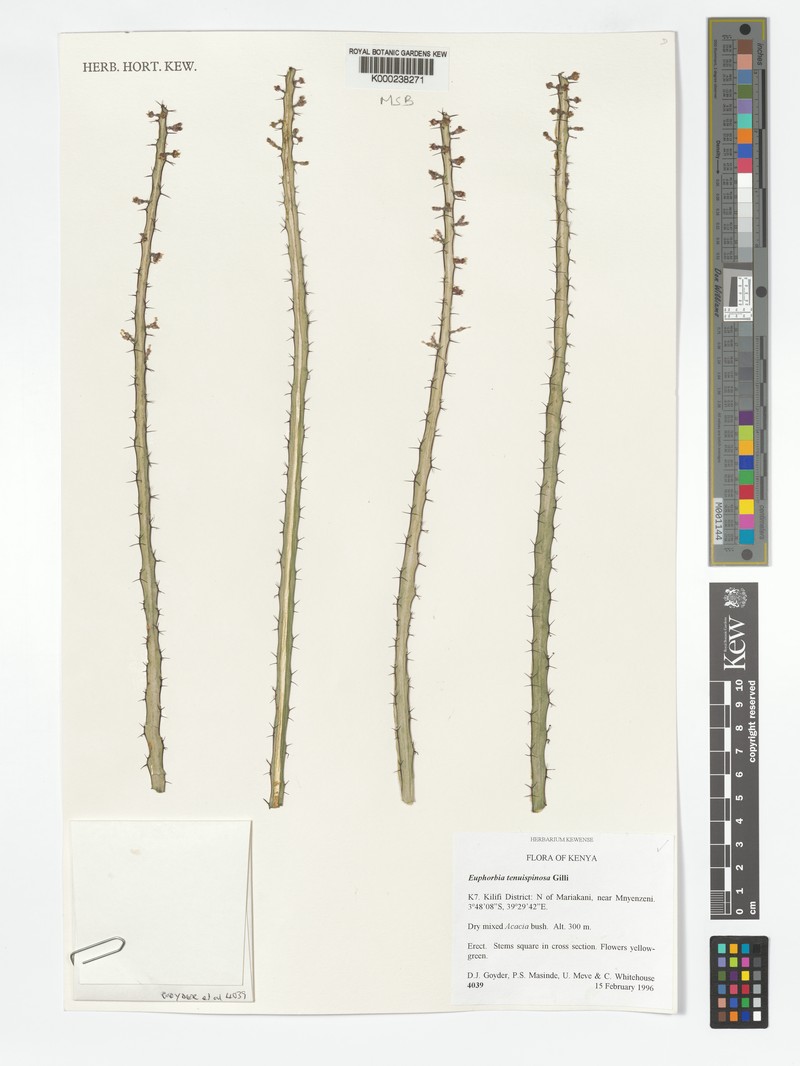 Euphorbia tenuispinosa photo 3