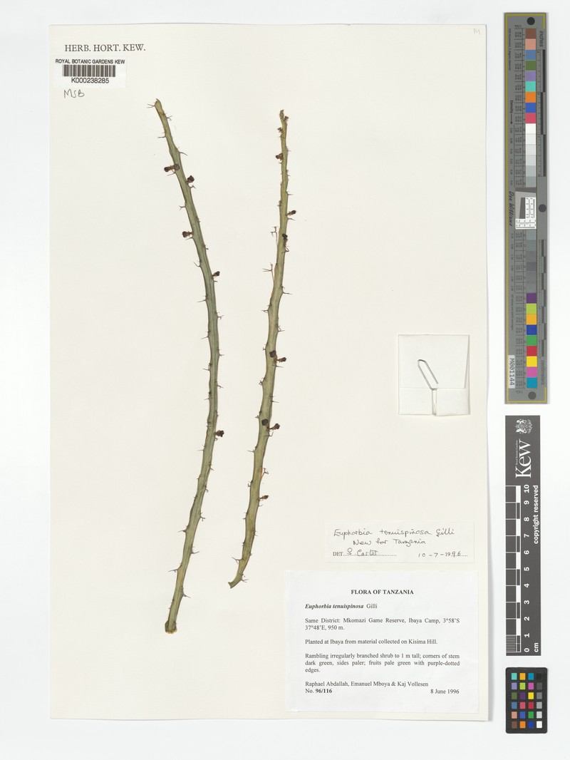 Euphorbia tenuispinosa photo 4