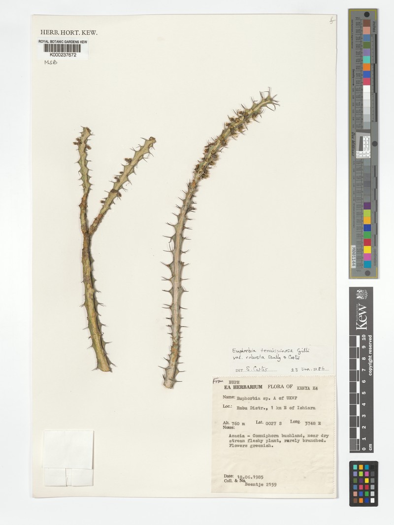 Euphorbia tenuispinosa var. robusta